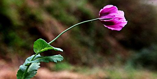 MOBA新作《龙珠：激震小队》九月登陆全平台